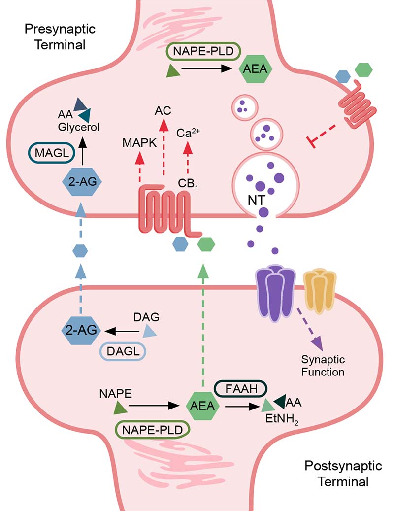 The Synaptic Interactions of Alcohol and the Endogenous Cannabinoid